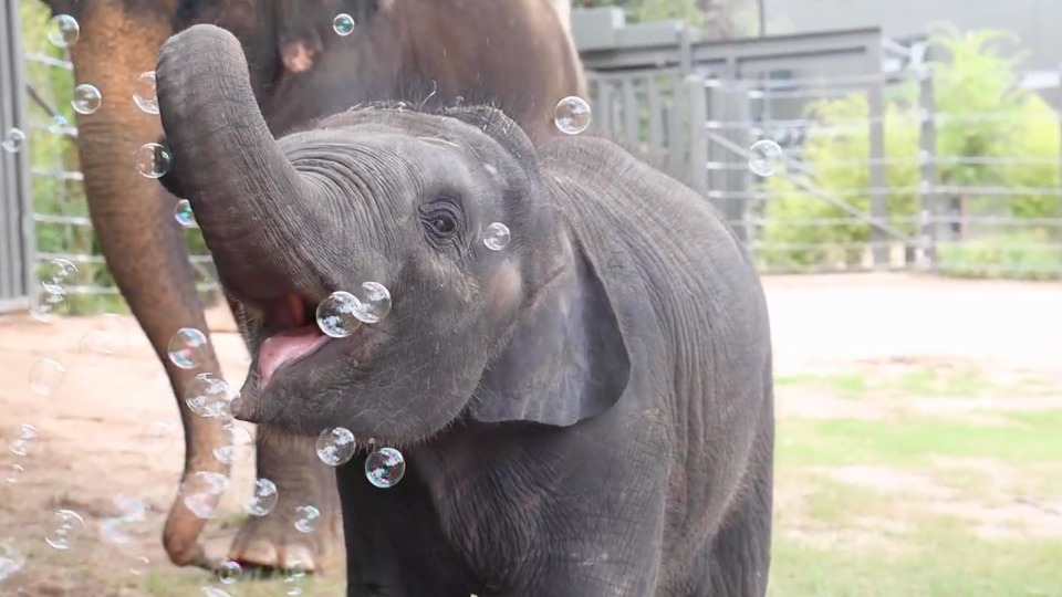 Baby Elephant Plays With Bubbles at Fort Worth Zoo WeatherBug