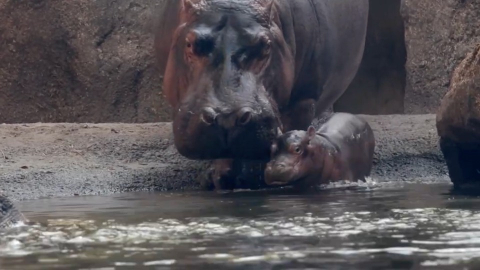 Baby Hippo Introduced to Big Sister Fiona WeatherBug(01)
