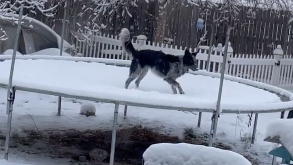 Dog Bounces on SnowCovered Trampoline WeatherBug