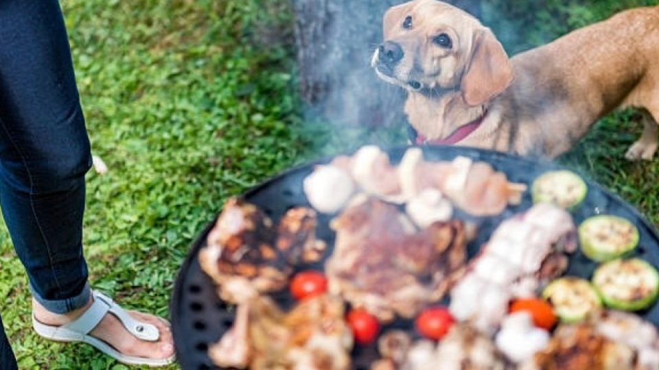 These BBQ Foods Are Dangerous For Dogs WeatherBug