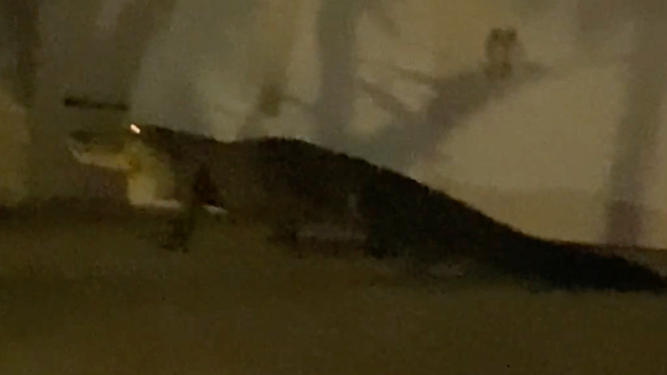 Large Alligator Tries to Climb Florida Home WeatherBug