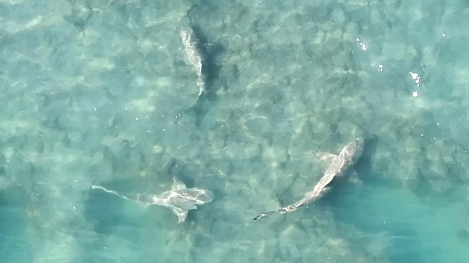 Group of Sharks Lurking Near Florida Shore | WeatherBug