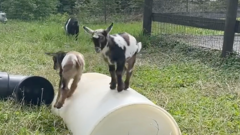 Baby Goats Bounce Around Nashville Zoo | WeatherBug