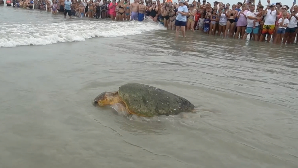 Giant Sea Turtle Released Back Into Ocean | WeatherBug