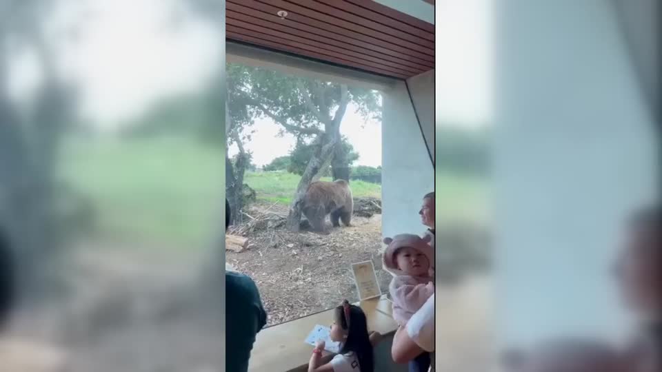 Grizzly Bear Scratches an Itch at Oakland Zoo | WeatherBug