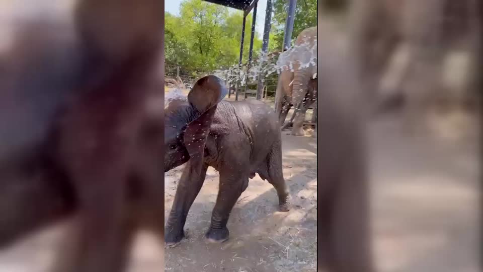 Baby Elephant Takes a Shower | WeatherBug