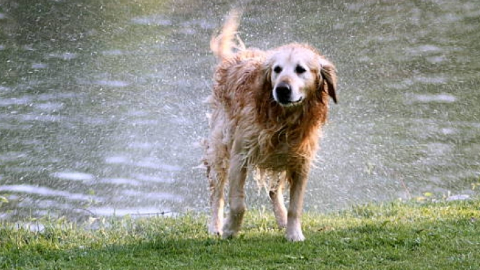 Why Does My Dog In Heat Smell So Bad