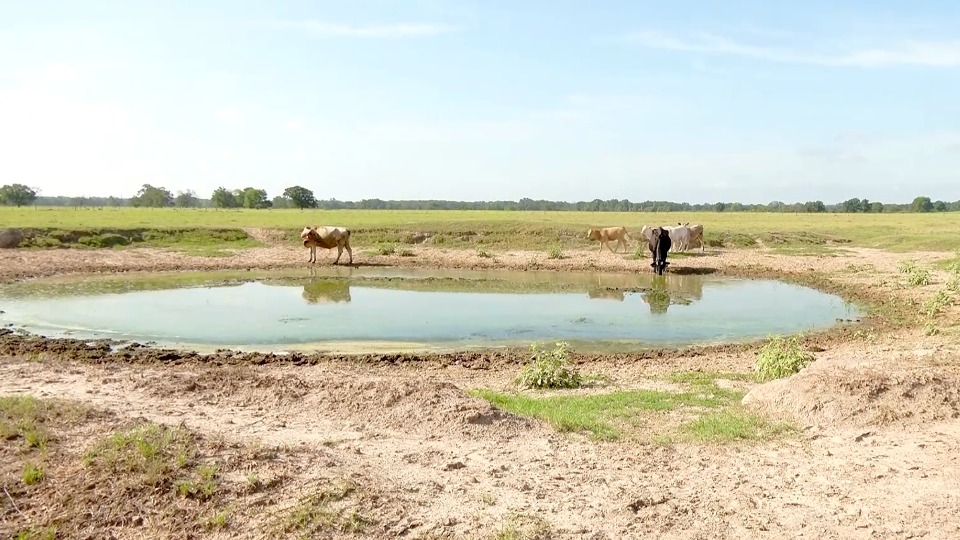 Texas Drought Means More Cattle Facing Slaughter WeatherBug