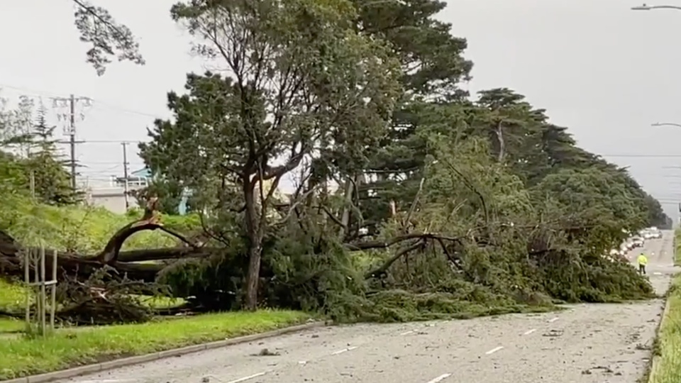 Trees Topple in Bay Area as Storms Continue in California | WeatherBug