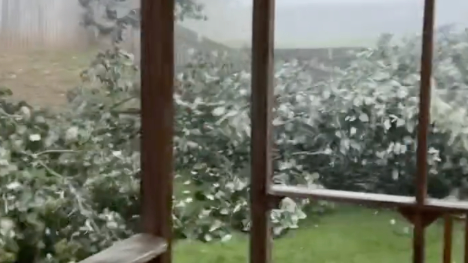 Tree Snaps as Severe Storms Lash Tennessee WeatherBug
