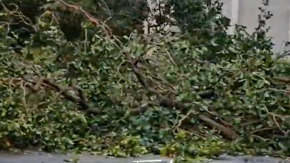 Tornado Downs Trees in South Florida | WeatherBug